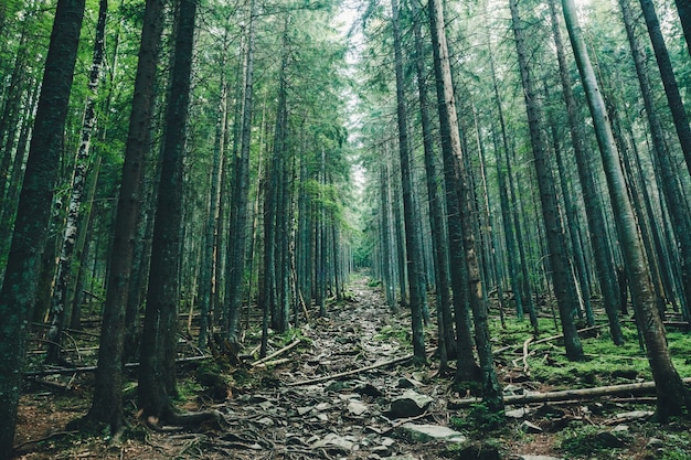 Via degli alberi della natura nella foresta