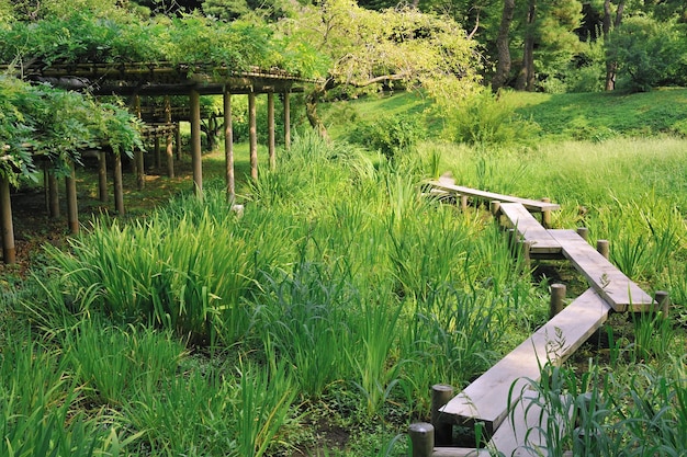 Via di legno sul prato dell'erba verde dentro il parco famoso di Korakuen a Tokyo, Japan