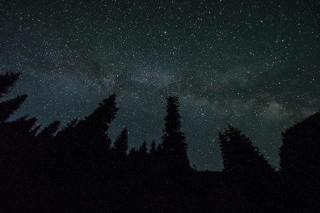 Via Lattea nel cielo notturno sopra la foresta di conifere