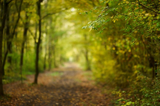 Via nella foresta d'autunno