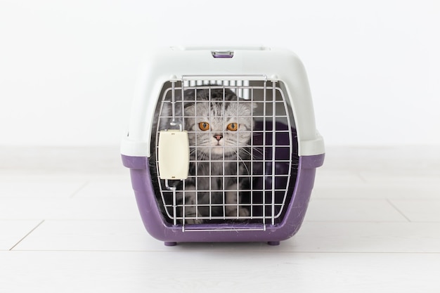 Viaggia con gatto - gatto grigio scottish fold in una scatola di trasporto su sfondo bianco.