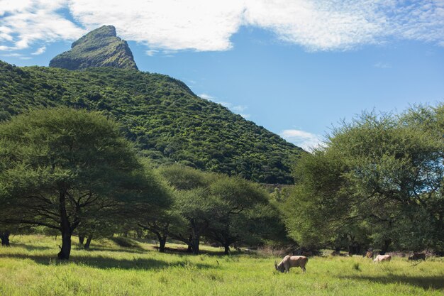 Viaggio a Mauritius