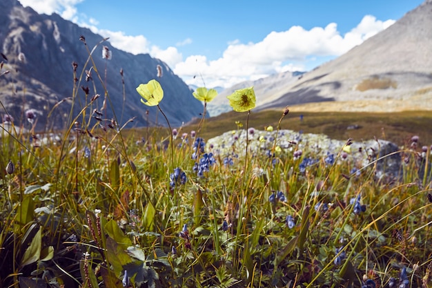 Viaggio a piedi attraverso le valli montane, La bellezza della fauna selvatica, Altai