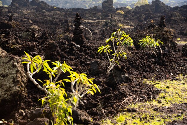 Viaggio al vulcano Batur a Bali Indonesia Sabbia lavica nera e piante verdi