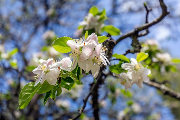 Viaggio di primavera a Sochi