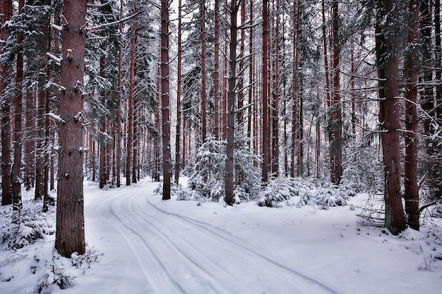 viaggio in canada paesaggio forestale invernale, vista stagionale, panorama nella foresta coperta di neve