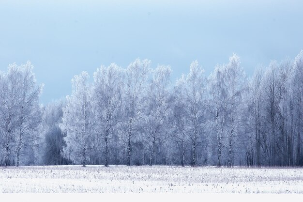 viaggio in canada paesaggio forestale invernale, vista stagionale, panorama nella foresta coperta di neve