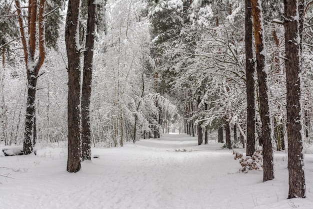 Viaggio nella foresta innevata. Cammina nei boschi