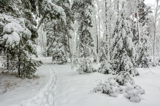 Viaggio nella foresta innevata. Cammina nei boschi