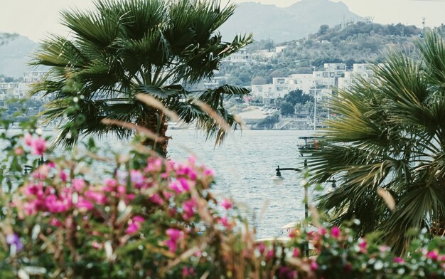 Viaggio sul mare e concetto di natura mare e palma in estate