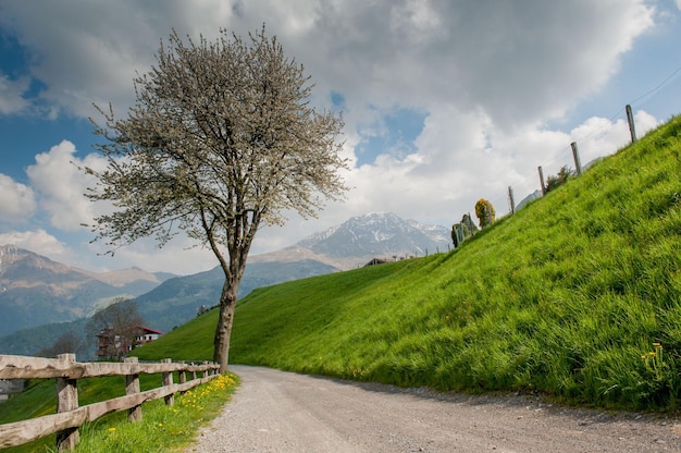 Viale alberato