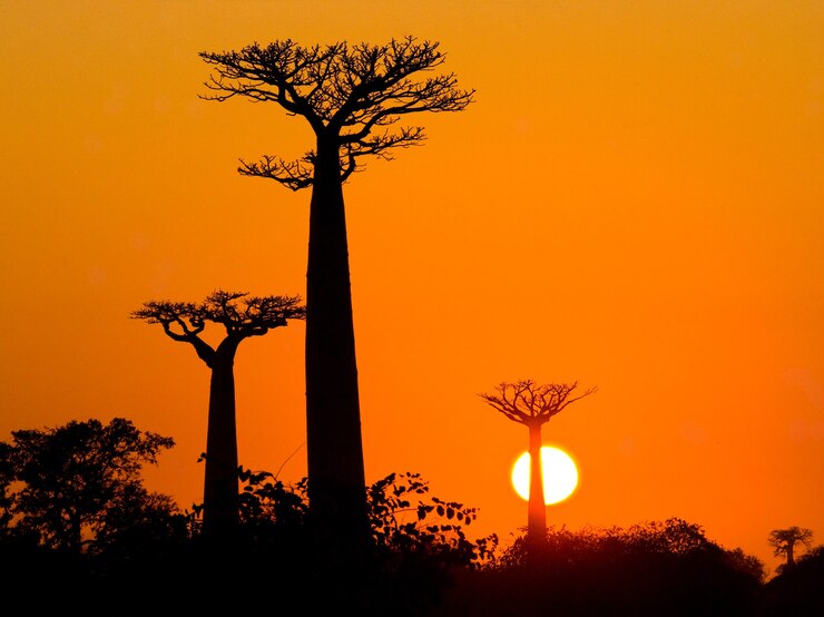 Viale dei baobab al tramonto in Madagascar