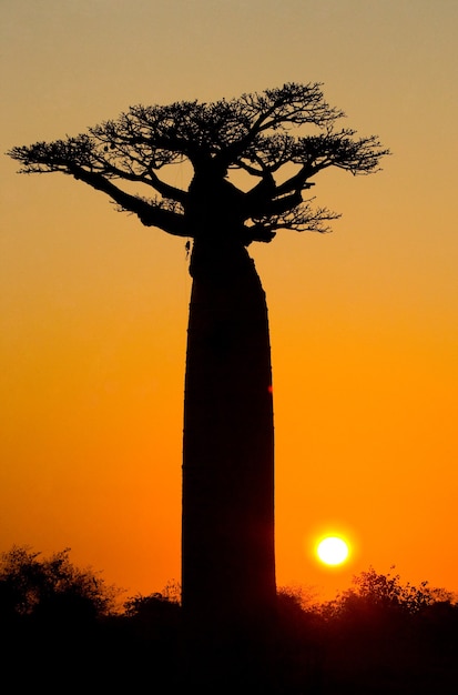 Viale dei baobab al tramonto in Madagascar