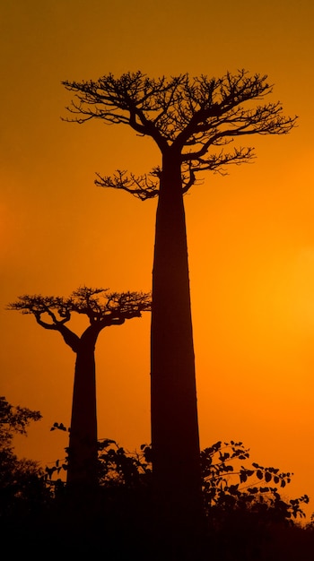 Viale dei baobab al tramonto in Madagascar