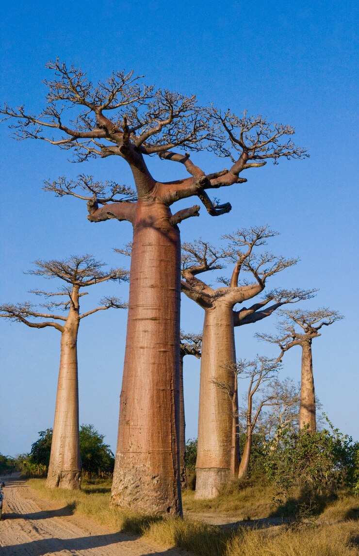 Viale dei baobab in Madagascar