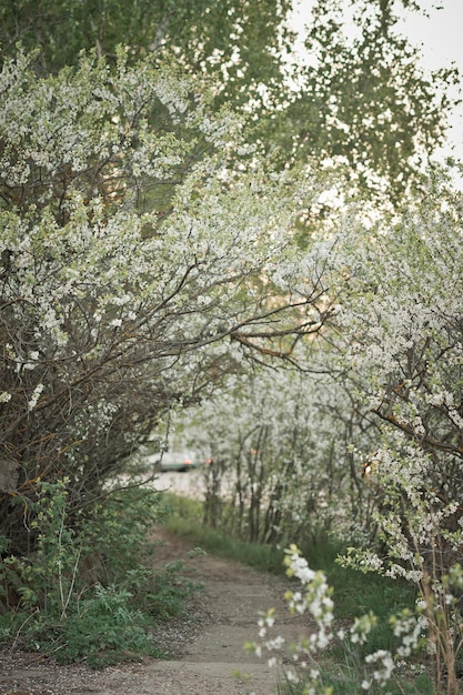 Viale dei ciliegi in fiore 2731