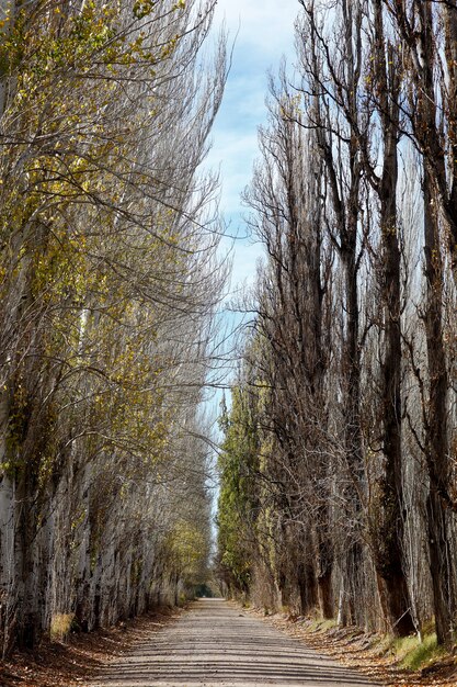 Viale dei pioppi