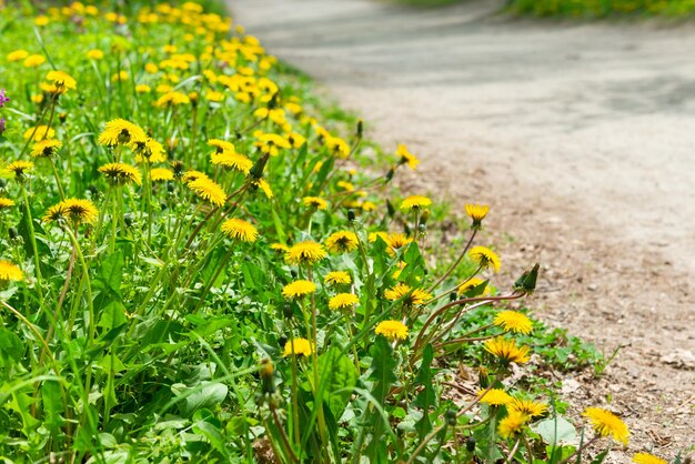 Viale del parco dei fiori di tarassaco