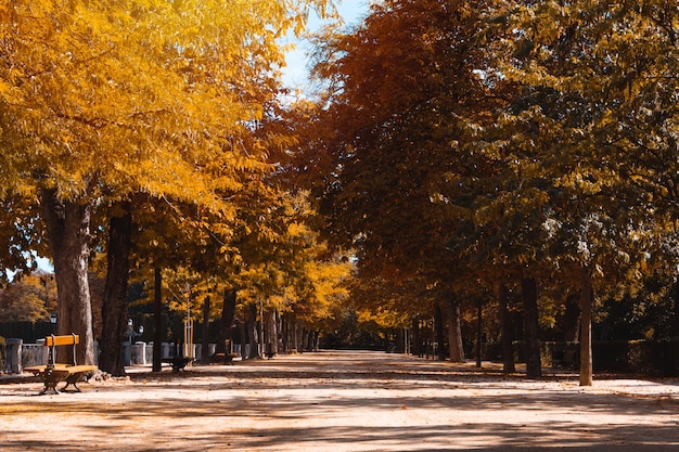 Viale del parco in autunno. Foglie cadute. Messa a fuoco selettiva.