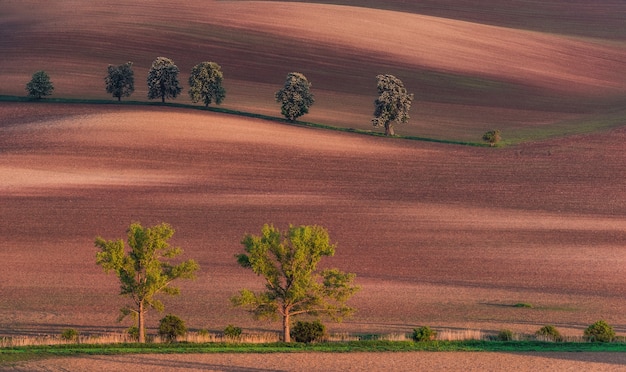 Viale della castagna in Moravia meridionale