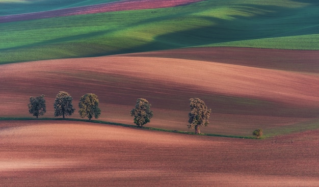 Viale della castagna in Moravia meridionale