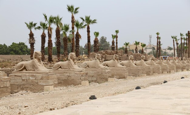 Viale delle Sfingi nel Tempio di Luxor Luxor Egitto