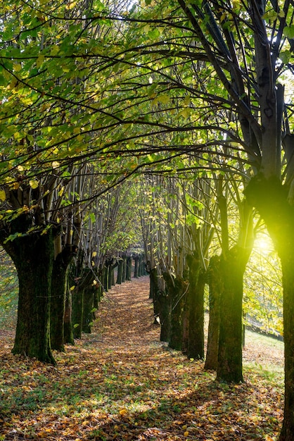 Viale fiancheggiato da foglie colorate