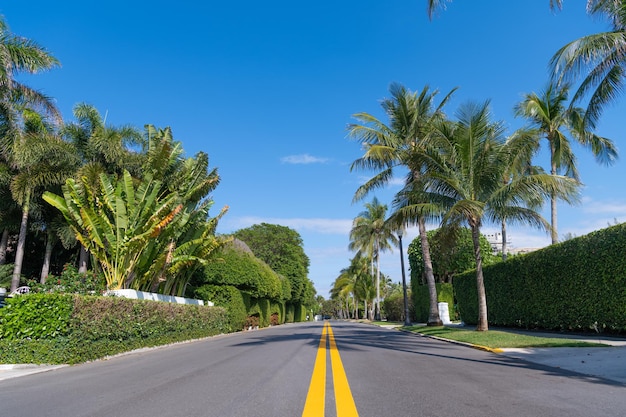 Viale vuoto con marcatura gialla e palme