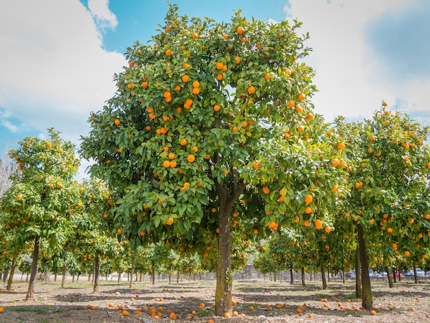 Vibrant Citrus Beauty Foto all'aperto di aranci carichi di arance a Granada, in Spagna