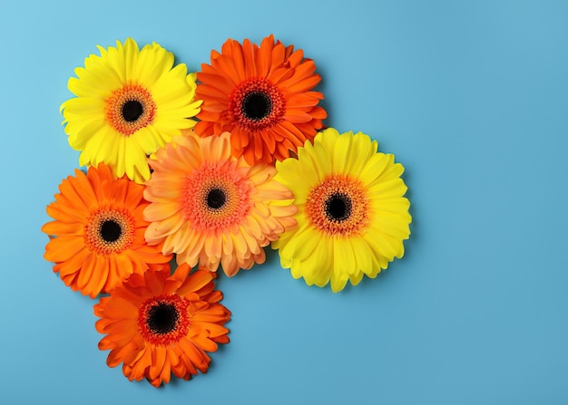 Vibrante bellezza floreale Bellissimi fiori Gerbera gialli e arancioni con petali su sfondo blu Fiori colorati della natura