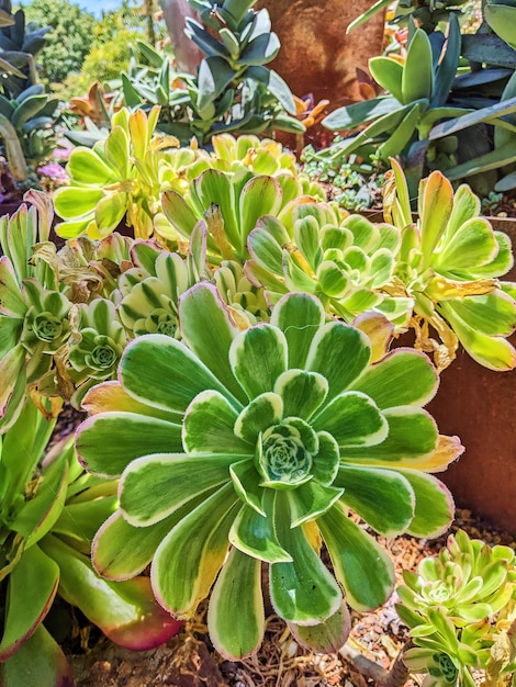 Vibrante collezione di piante succulente nel giardino illuminato dal sole