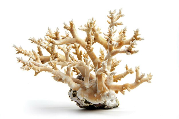 Vibrante corallo Staghorn Porites isolato su bianco