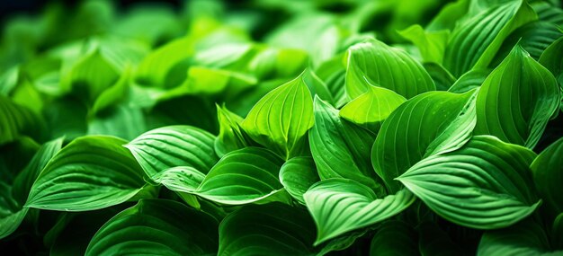 Vibrante e lussureggiante fogliame verde di una pianta sana facilmente rilevabile immagine stock con AI generativa