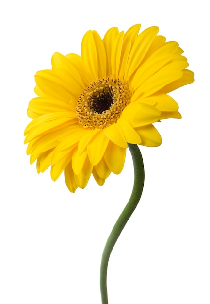 Vibrante giallo brillante gerbera margherita fiore isolato su sfondo bianco