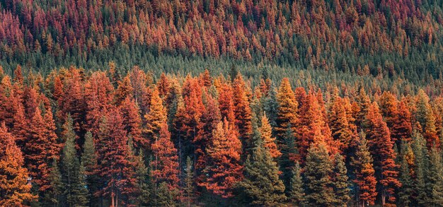 Vibrante pineta nella stagione autunnale nel parco nazionale