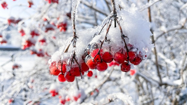 Viburno congelato nella neve su un ramo in inverno freddo