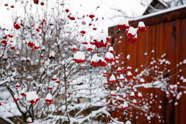 Viburno rosso nella neve in Ucraina come simbolo del paese Molte vitamine nelle bacche rosse Copia spazio