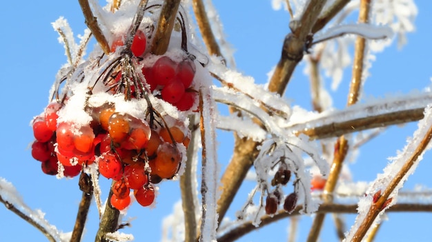 Viburno rosso nella neve su un ramo in inverno freddo