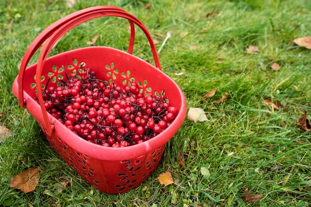 Viburnum in un cesto sull'erba verde. Raccolta delle bacche autunnali.