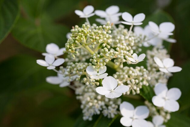 Viburnum opulus Guelder rose Bellissimi fiori bianchi di arbusto Viburnum in fiore su sfondo verde scuro Messa a fuoco selettiva