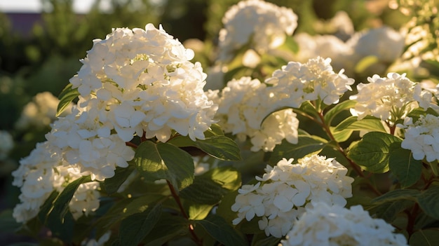 viburnum opulus