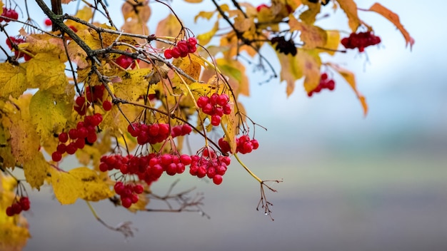 Viburnum rami con bacche rosse e foglie gialle in autunno.