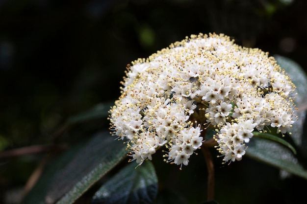 Viburnum rhytidophyllum Alleghany fiori bianchi nel giardino primaverile Leatherleaf Viburnum fiorisce magnificamente anche in piena ombra di alberi sempreverdi Messa a fuoco selettiva