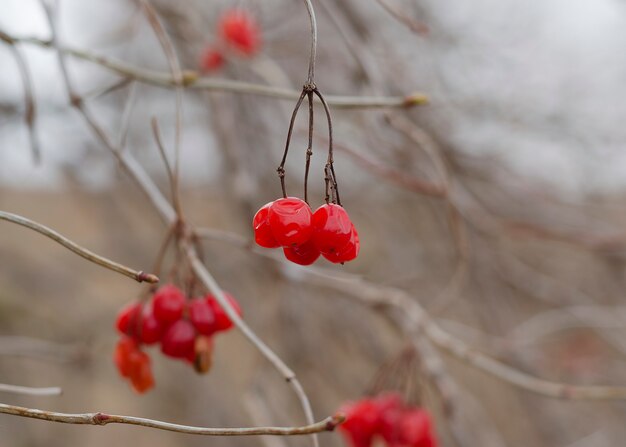 Viburnum sui rami di un albero