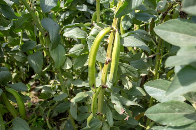 Vicia faba, conosciuta anche come fava, fava o fagiolo tic.