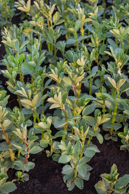 Vicia faba un campo della famiglia dei legumi