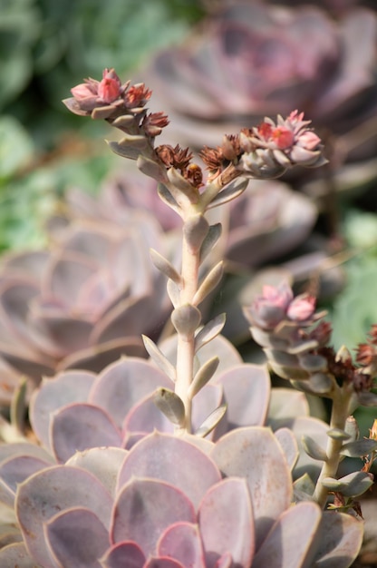 vicino a diverse piante e cactus in cortile Sfondo e trame