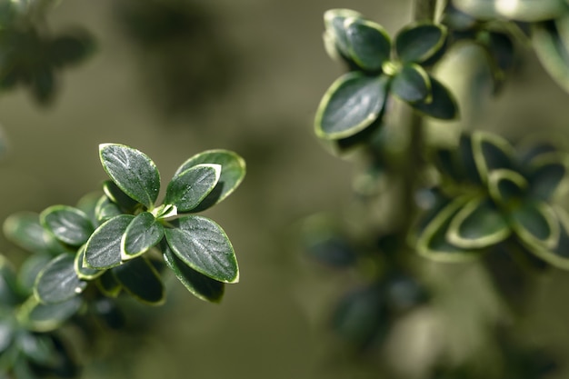 Vicino a fiori e piante serissa blured