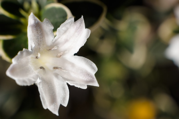 Vicino a fiori e piante serissa blured