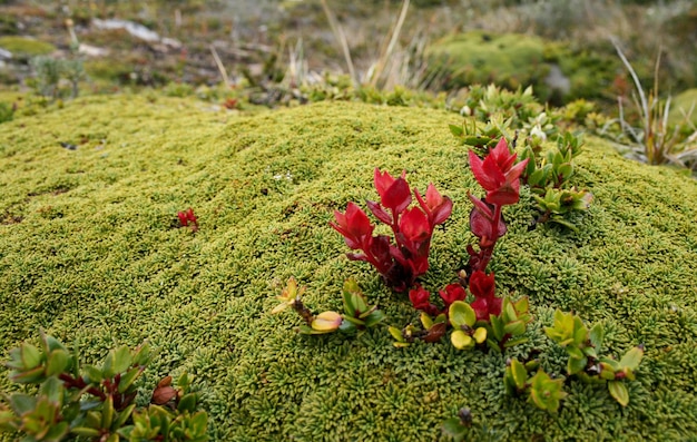 Vicino ad alcuni muschi e piante della Patagonia